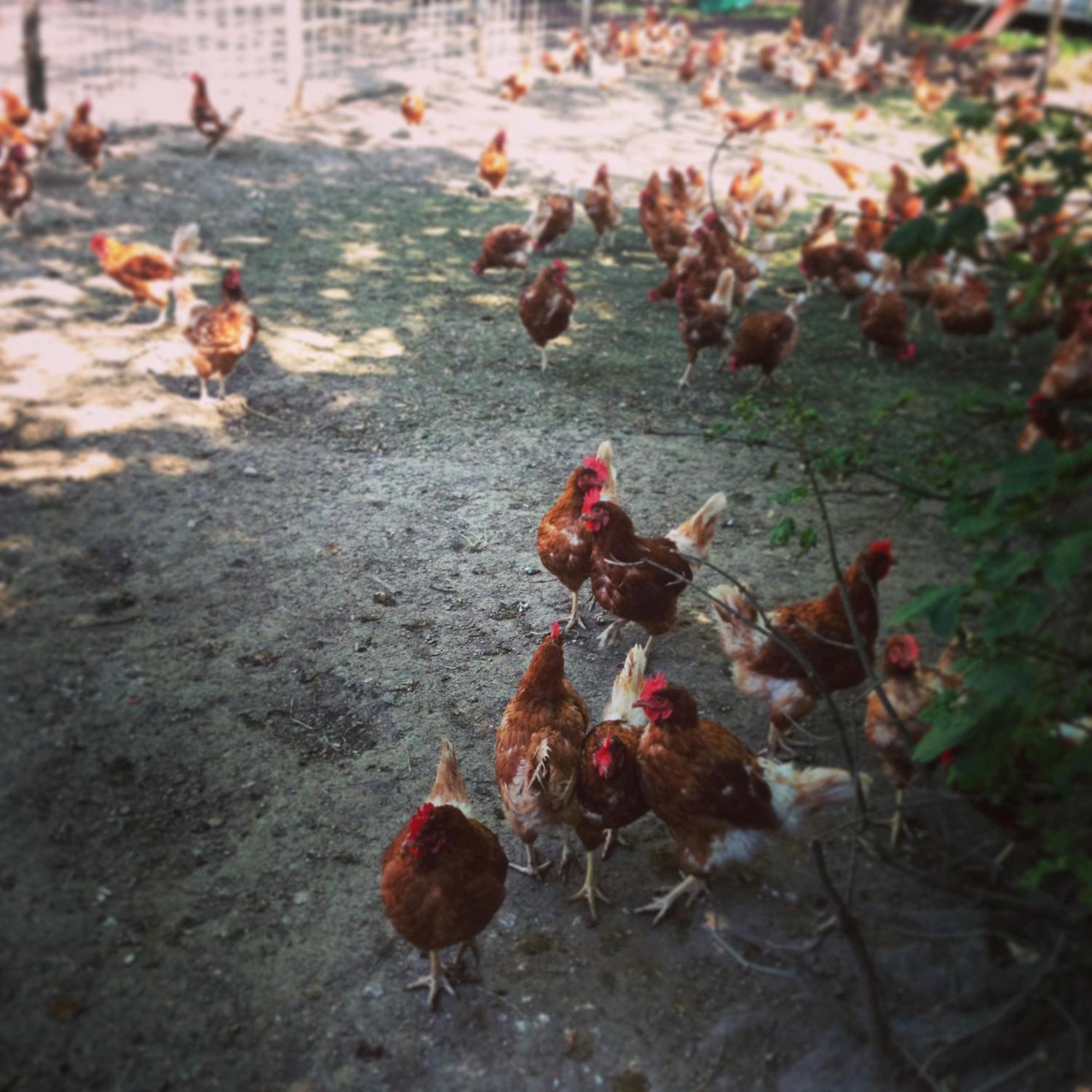 ホテル La Ferme Du Lignon Vernier エクステリア 写真